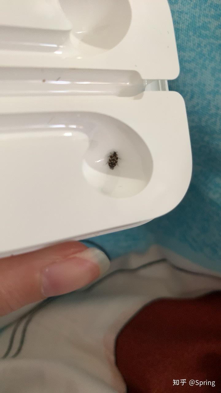 卧室里出现的黑色的小虫子有白色的纹路这是什么虫
