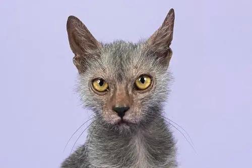 狼猫的日常护理与训练 - 知乎