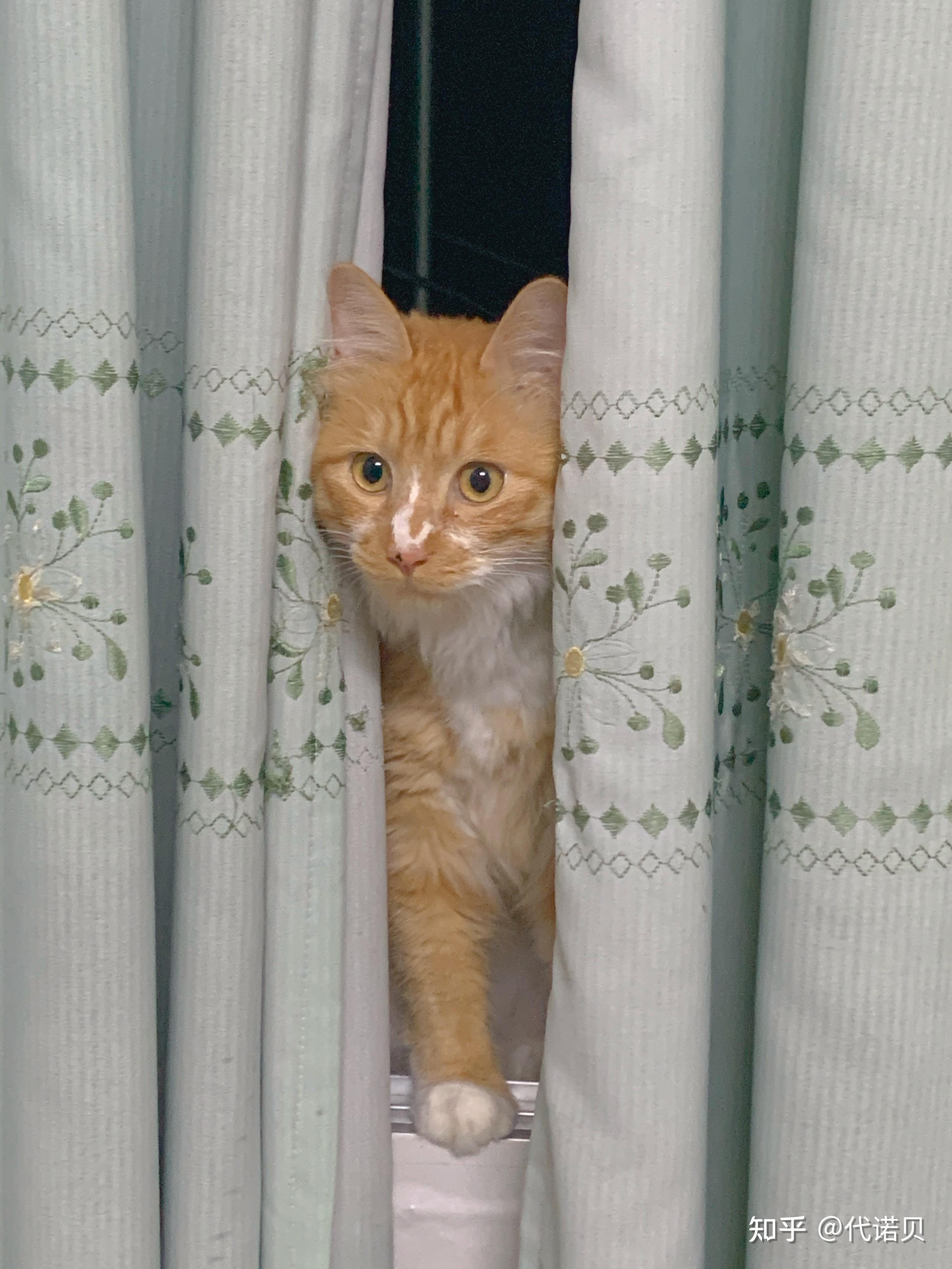 家里有只橘猫是怎样得体验