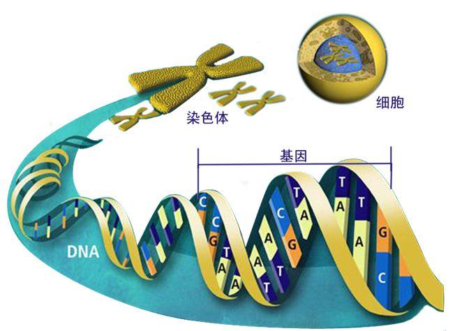 基因的定义到底是什么？ - 知乎
