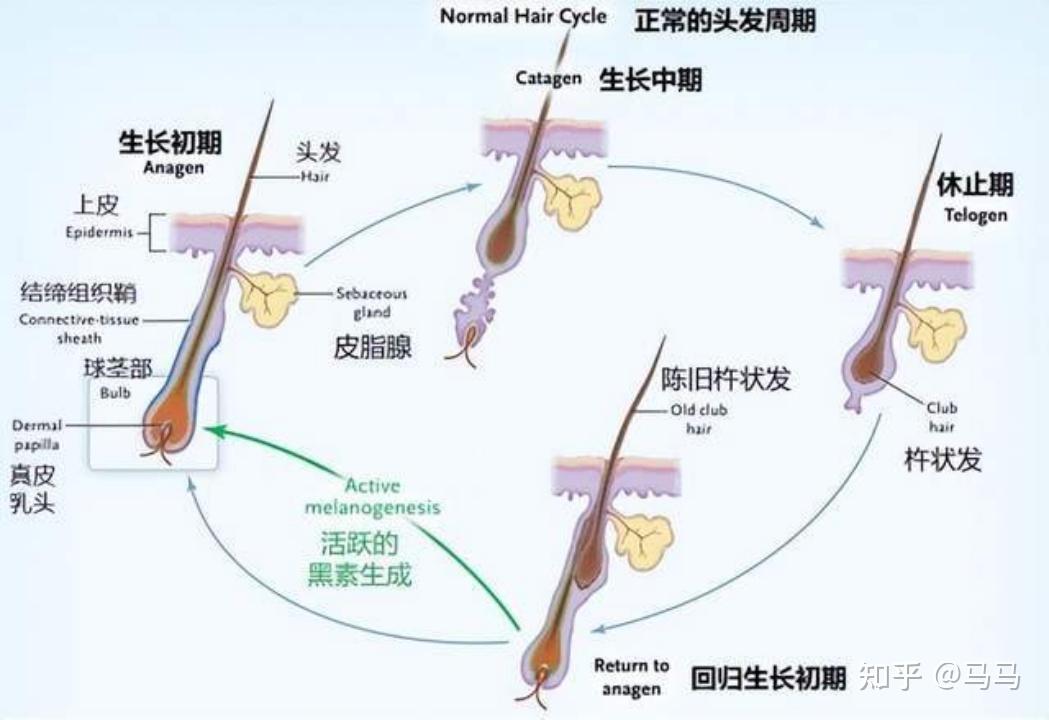 极速生发教程，2周新生毛茬，长期稳固发根