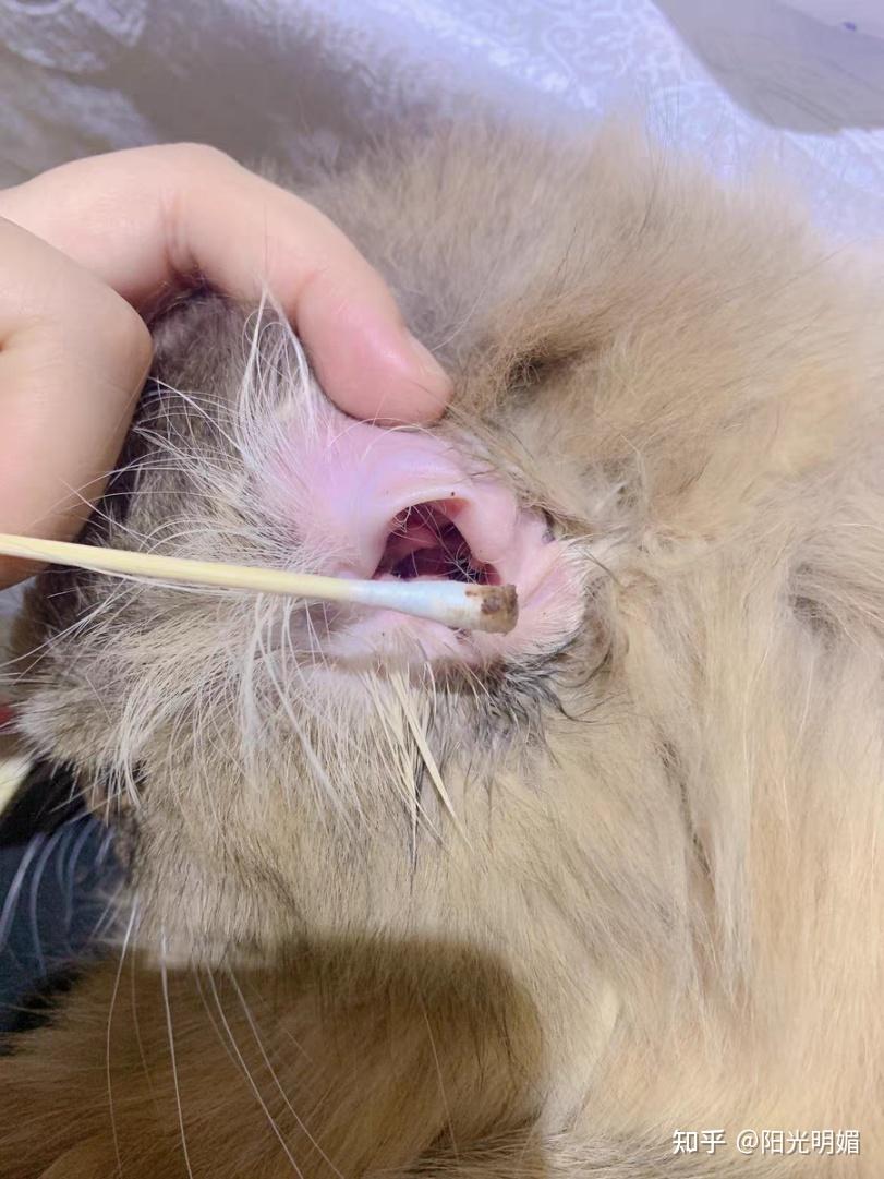 狗狗除耳螨用什么牌子好? - 知乎