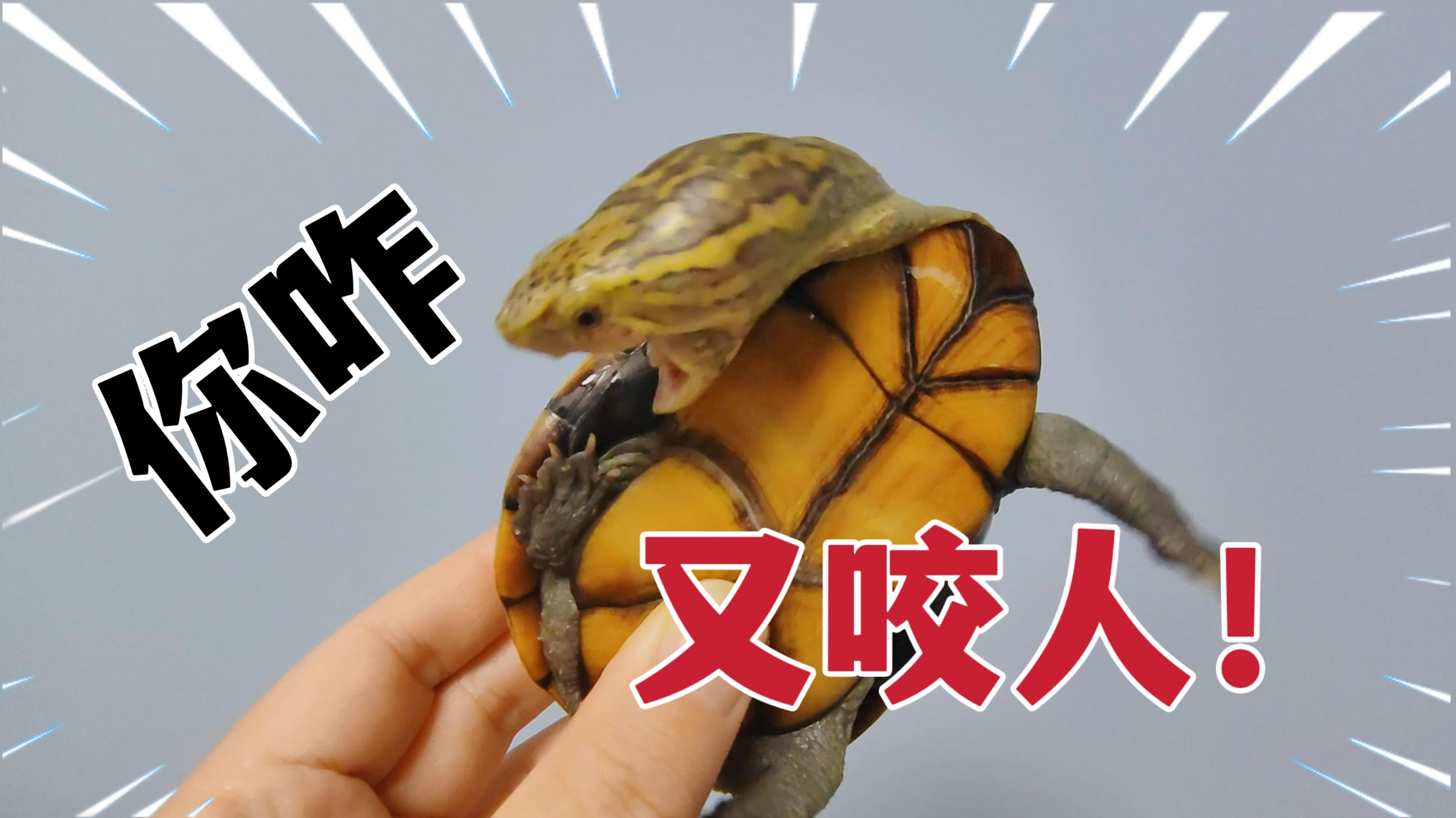 乌龟会咬人吗？ - 知乎
