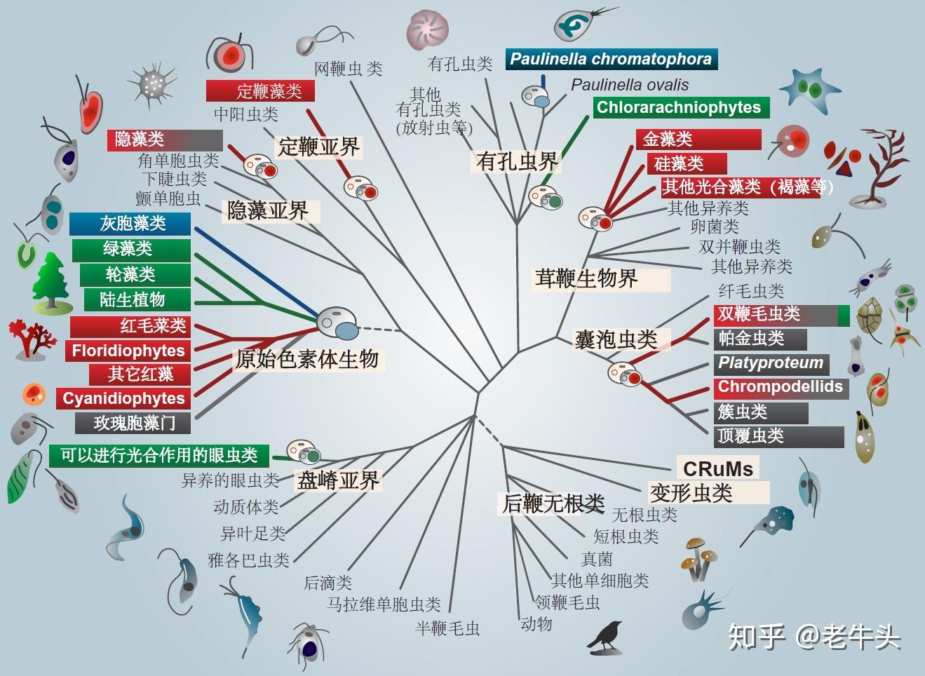 植物是怎么分类的? - 知乎