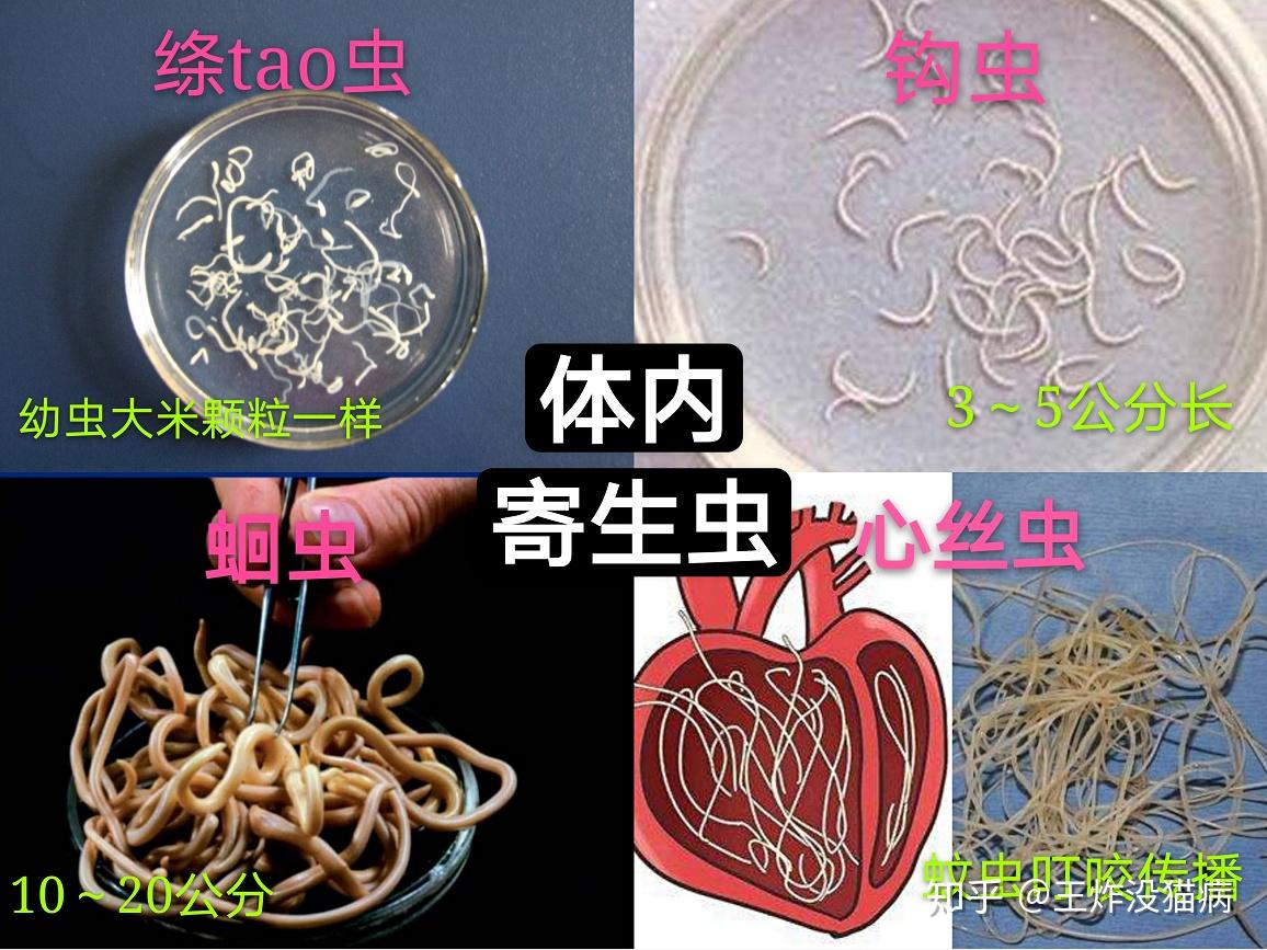 猫咪体内外驱虫多久一次,为什么?