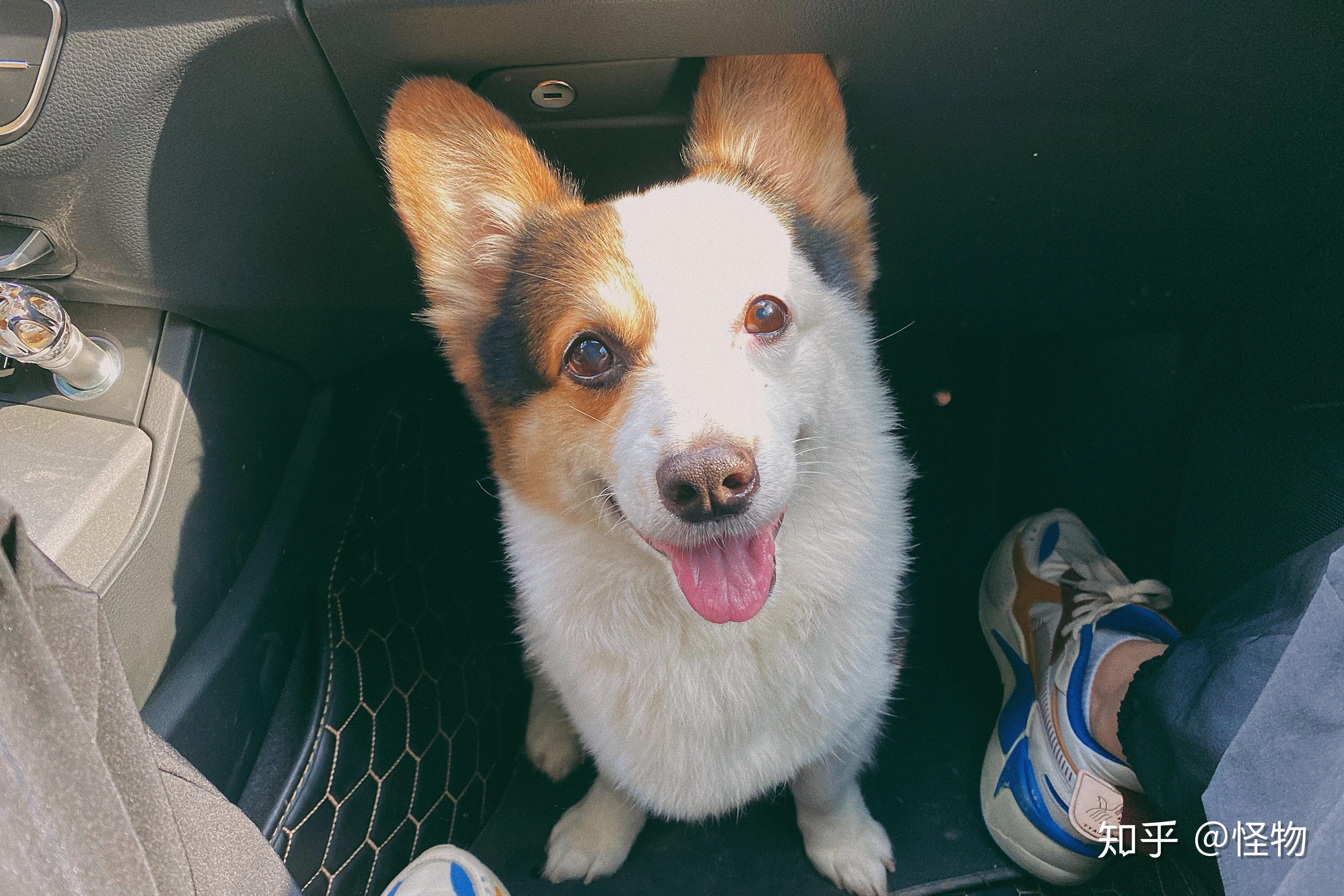 帮忙看看我的这只柯基属于阴阳脸吗