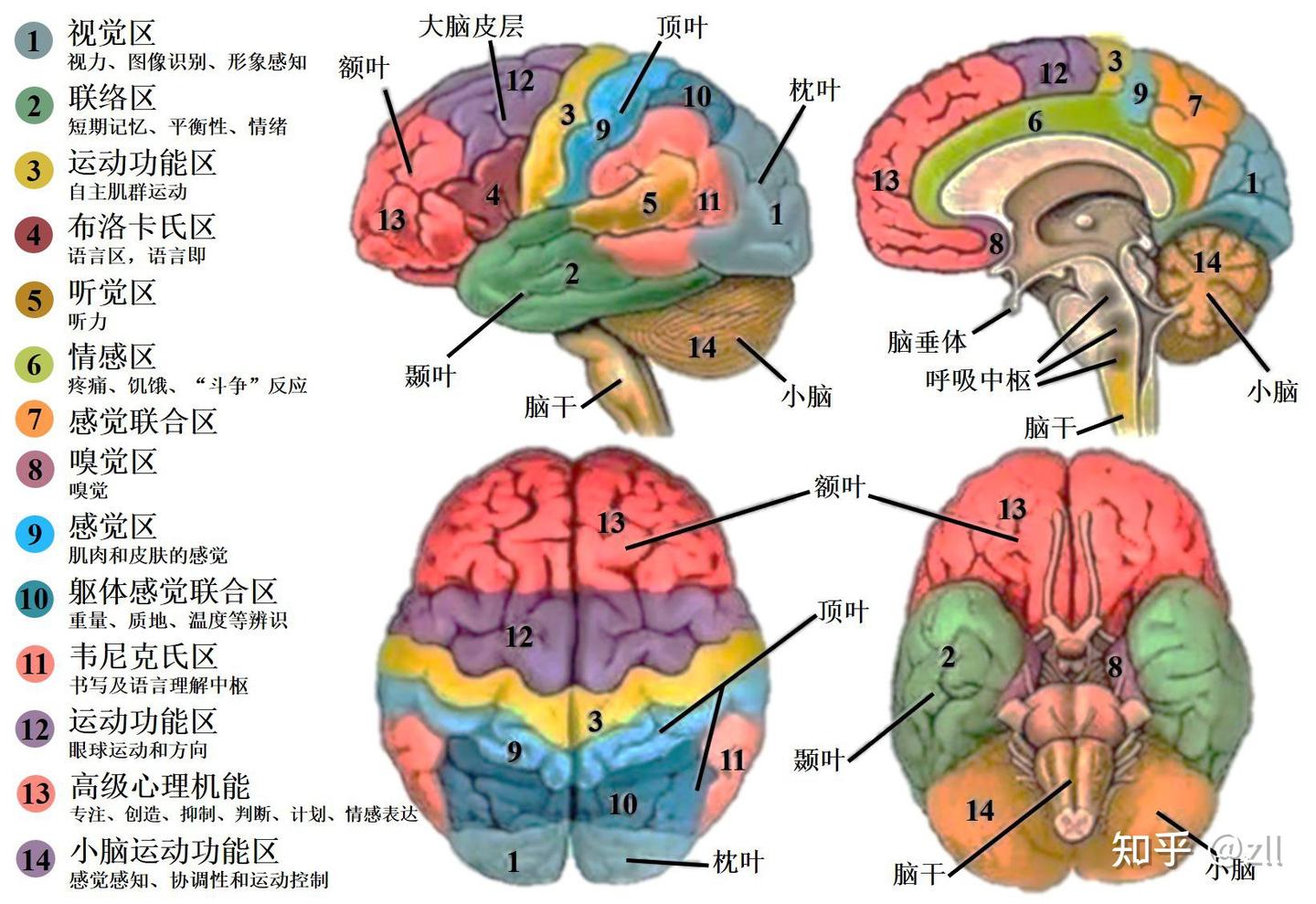大脑分区与结构 - 知乎