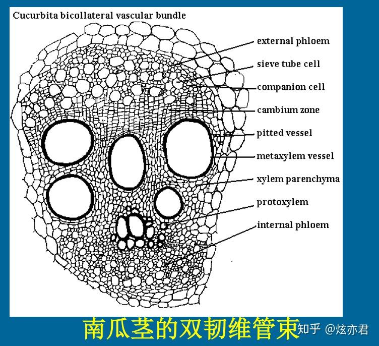 南瓜茎的导管和筛管图图片