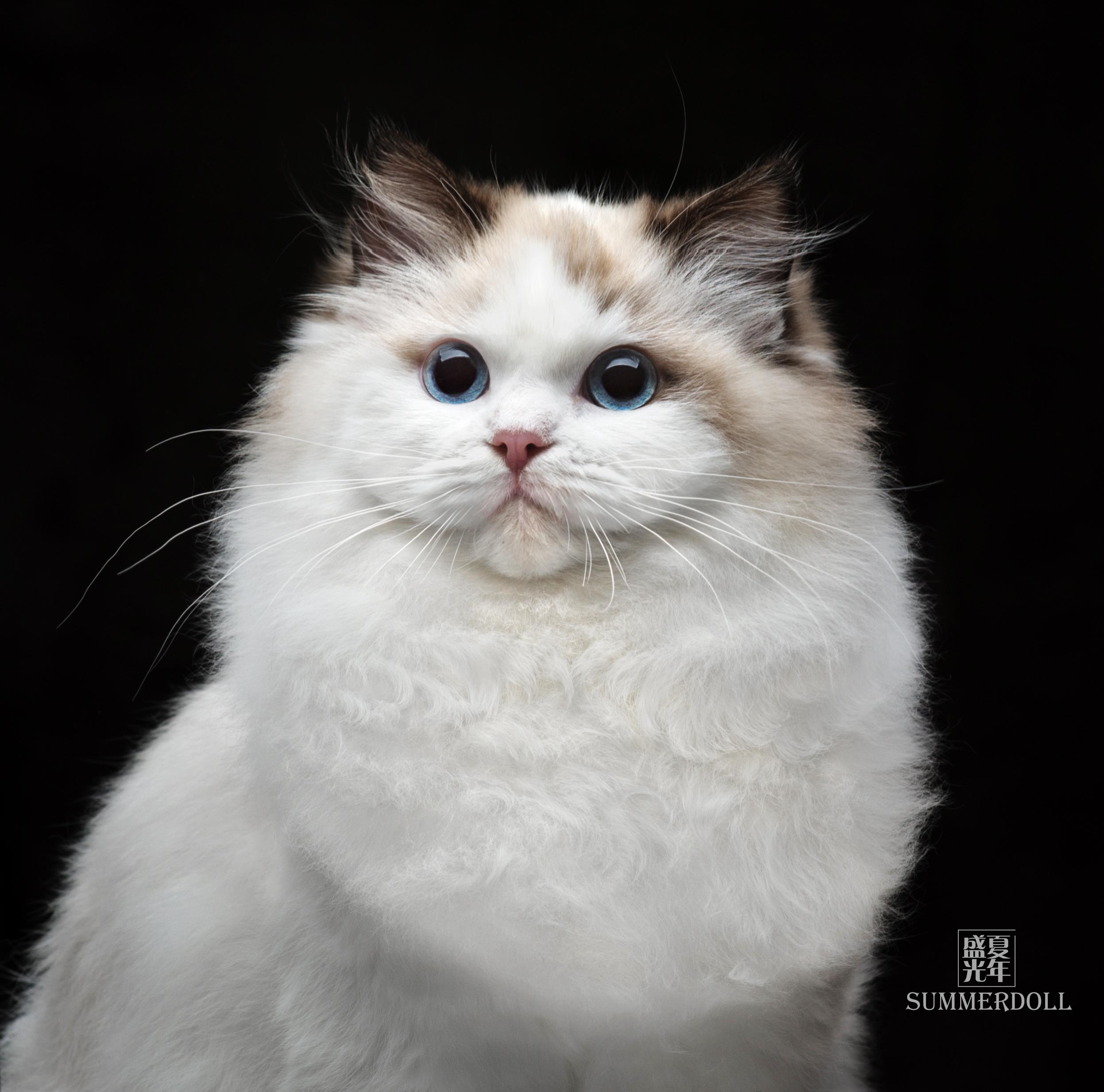 请问波斯系和传统系的布偶猫的差别