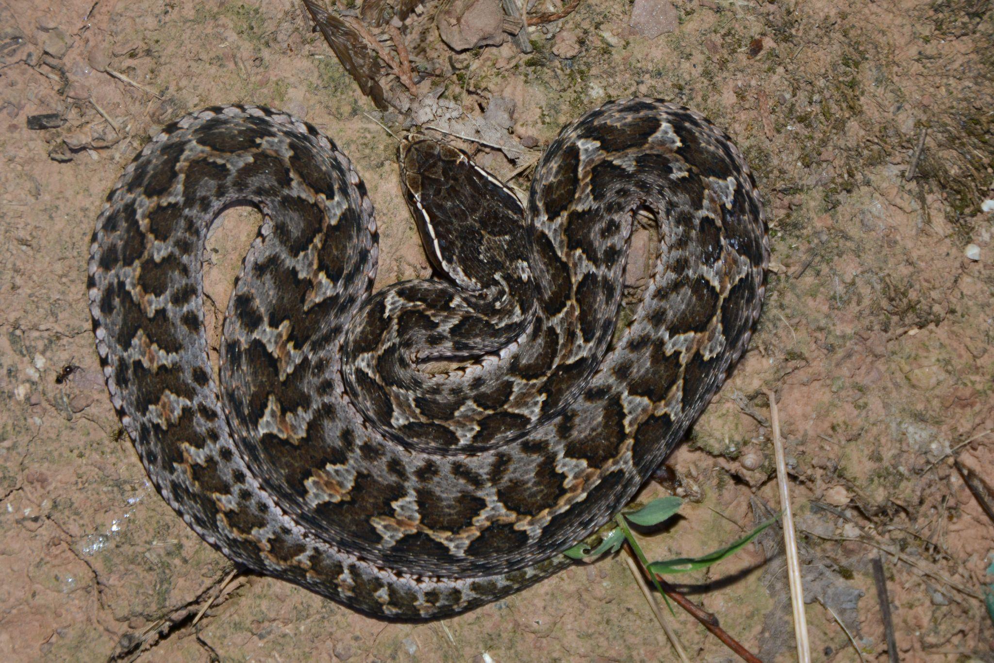 为什么大多数毒蛇是三角头的? - 知乎