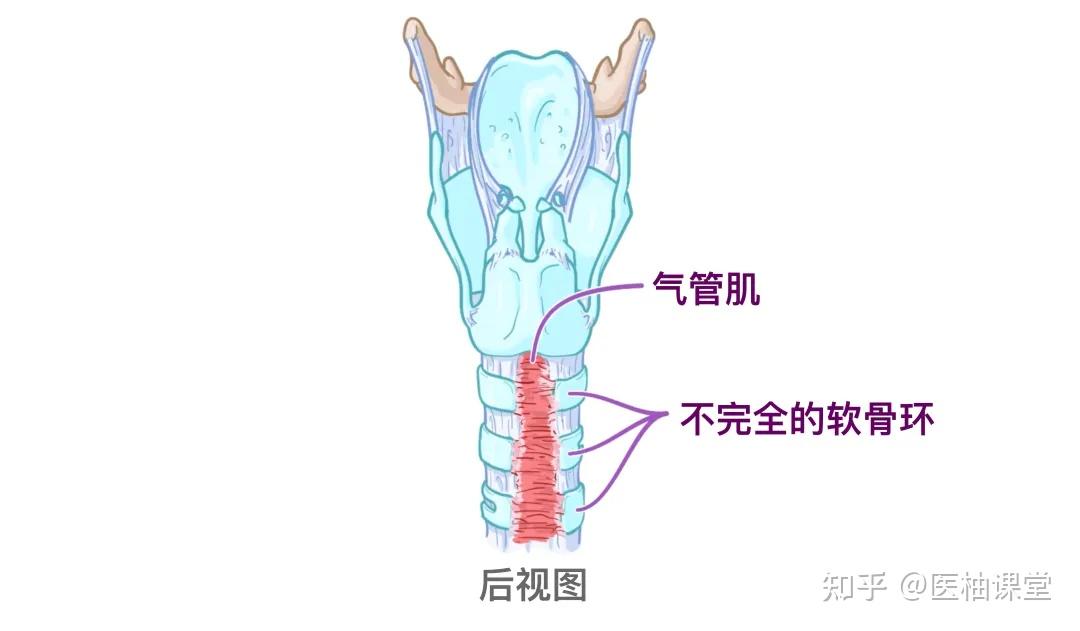 人体解剖学基础:喉和气管 - 知乎