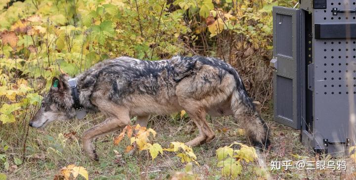 如果将 20 只狼和 500 只鹿放进同一孤岛，最后谁能活下来？