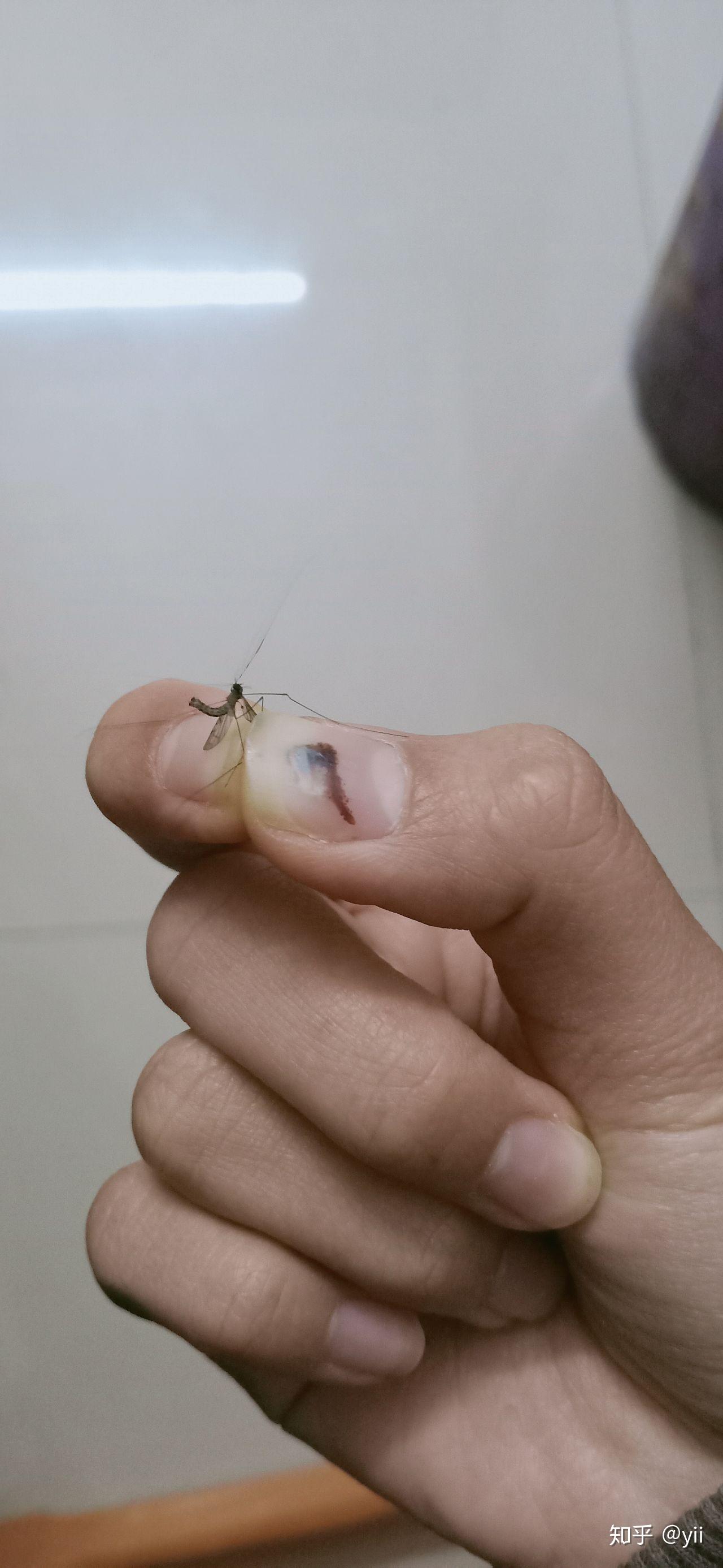 如何有效的抓蚊子