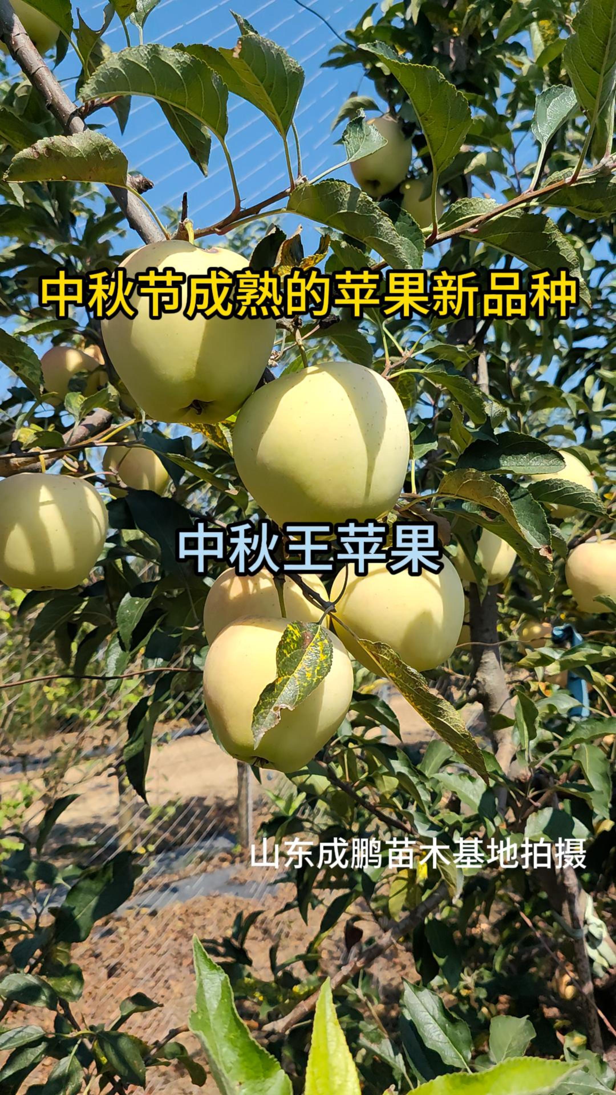 中秋王苹果品种介绍图片