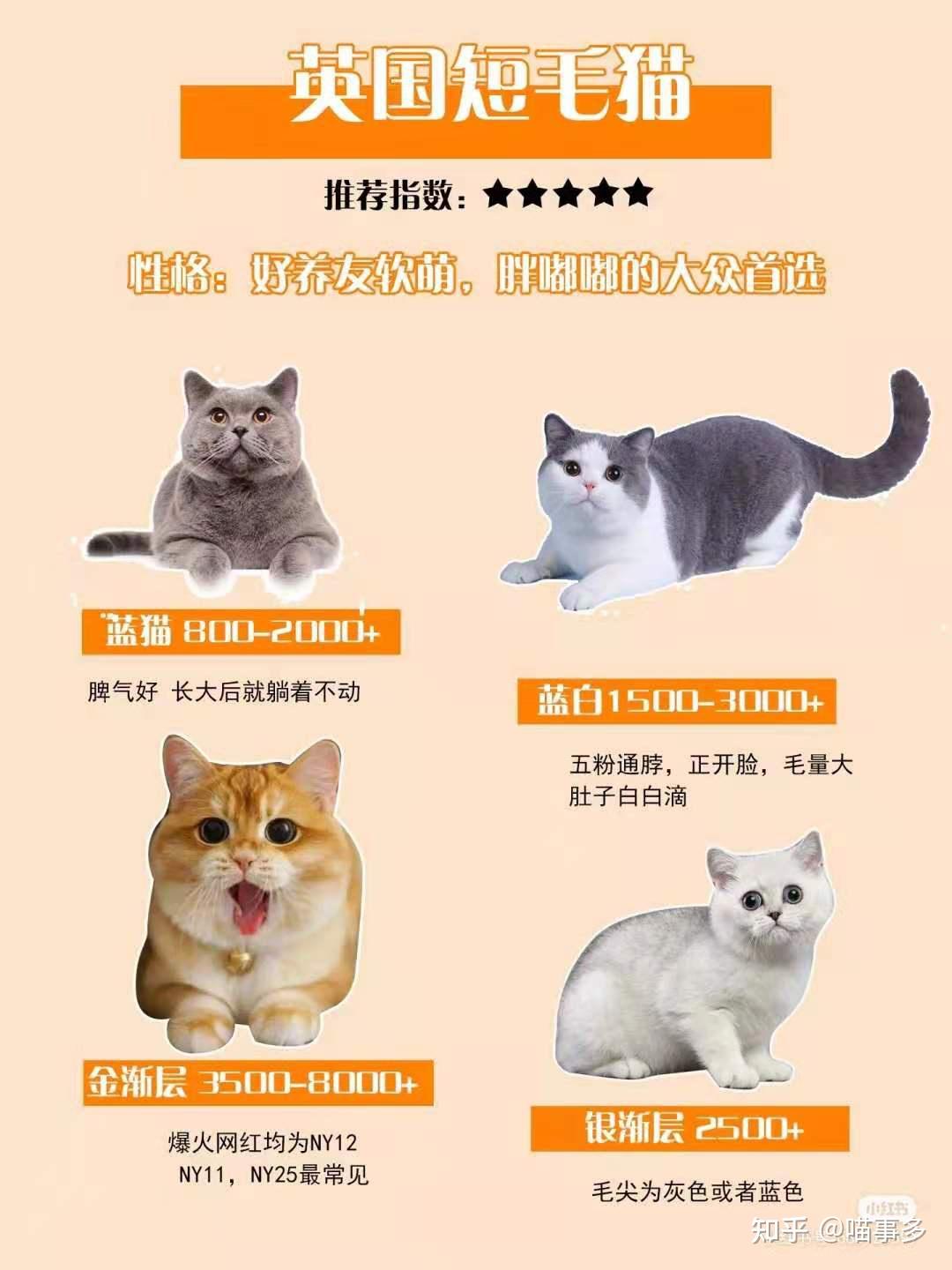 全品种猫介绍大全 - 知乎