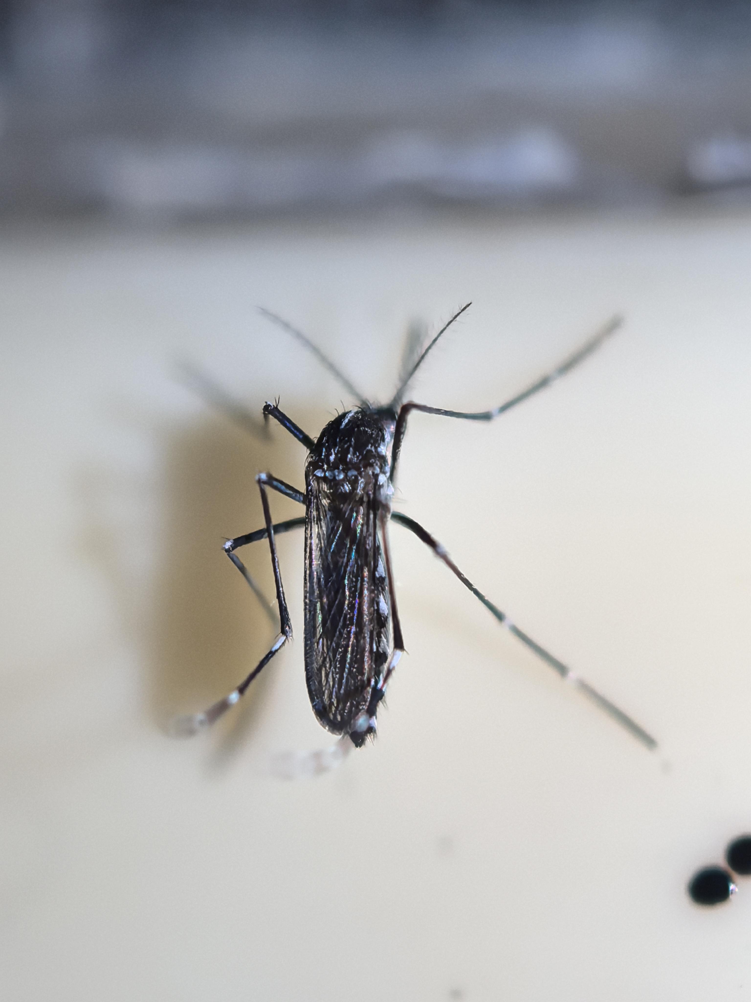 为什么蚊子晚上吸血苍蝇白天活跃