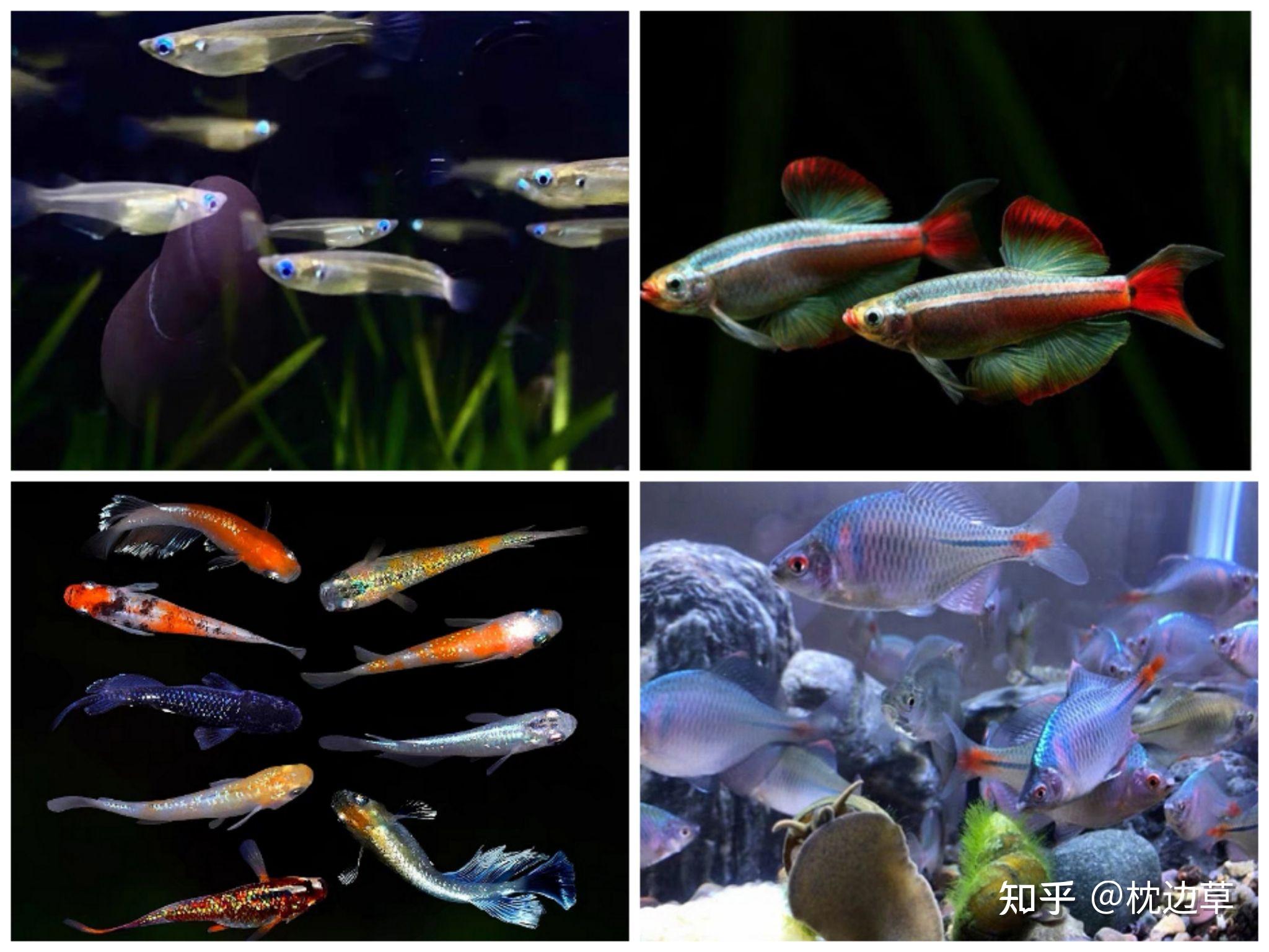 有哪些好养的小型冷水观赏鱼?