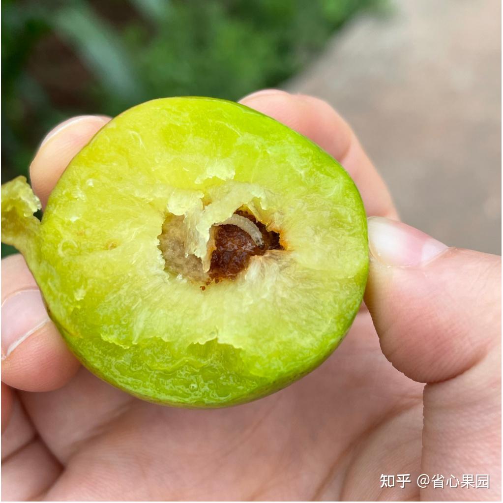 李子里面这样的是什么东西?褐色的小洞,还有透明的晶状体,这到底是啥? - 知乎