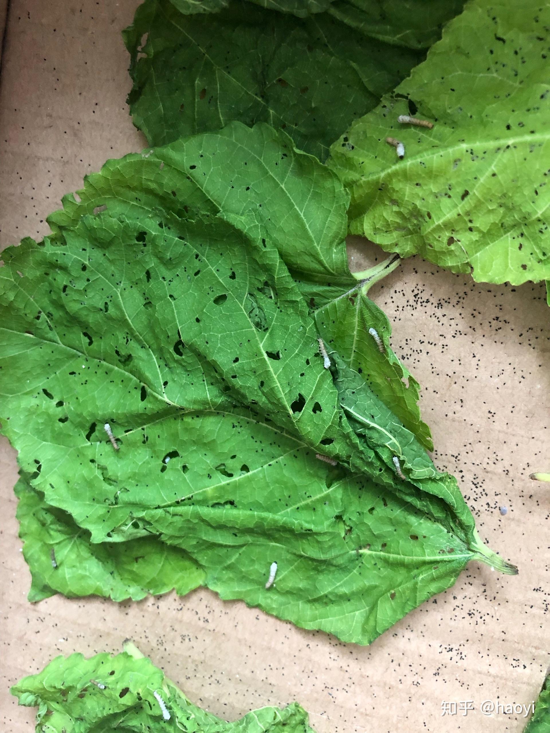 今年生的蚕卵今年能孵出蚕宝宝吗?