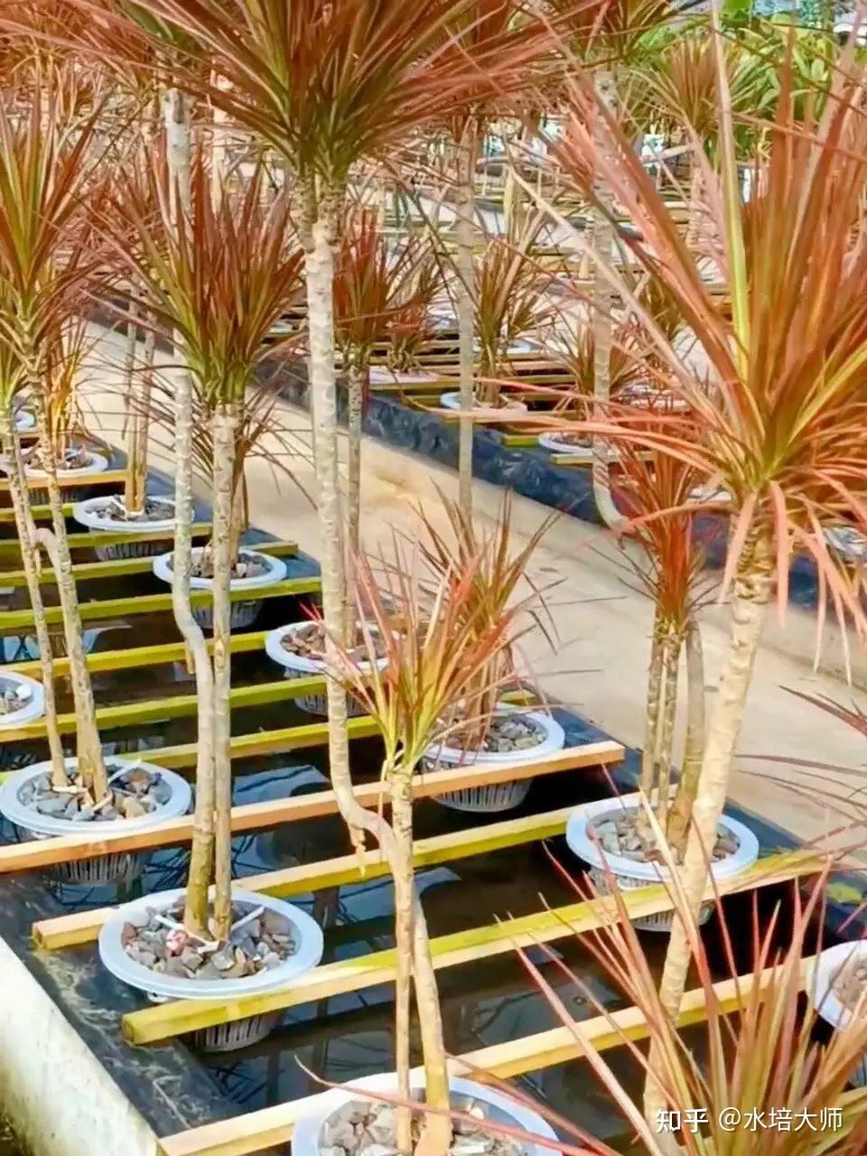 千年木水培扦插的注意事项有哪些?
