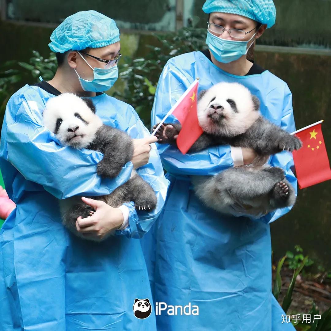 怎样才能当上熊猫管理员饲养员