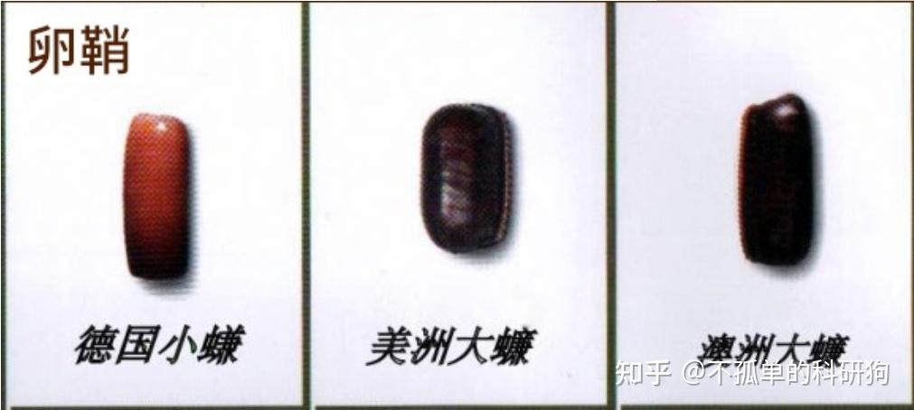 家里发现好几个蟑螂卵鞘,是不是意味着有十几只蟑螂? - 知乎