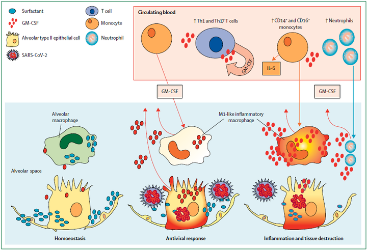 揭秘GM-CSF：炎症和自身免疫的关键参与者 - 知乎