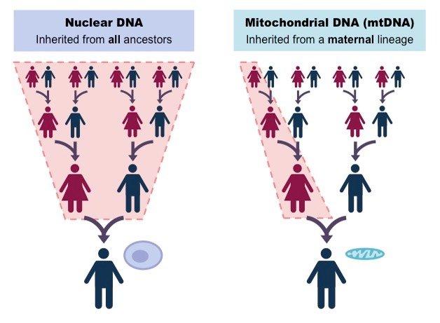 屡屡出现在电视、电影当中,DNA 技术是如何「破案」的? - 知乎