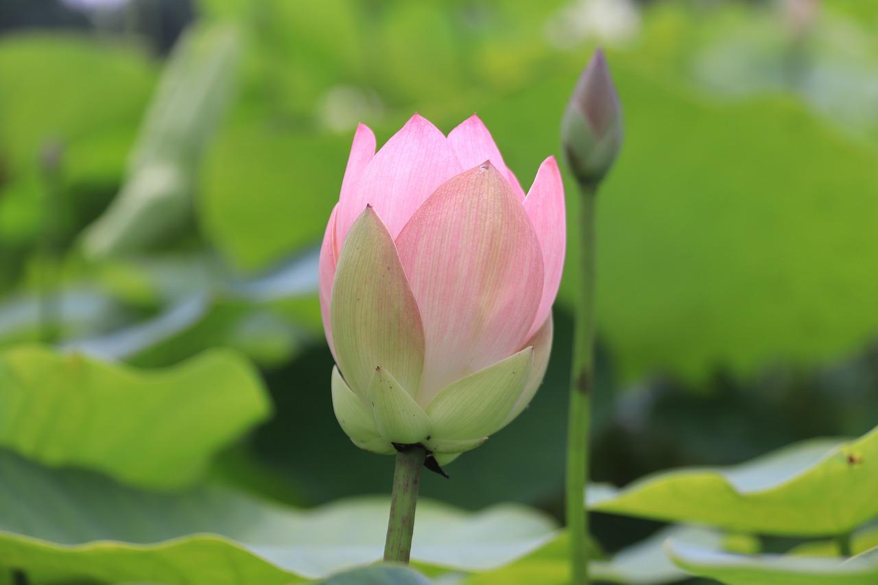 2. 开败玉露花保养