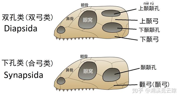 合弓纲为什么叫「合弓」?
