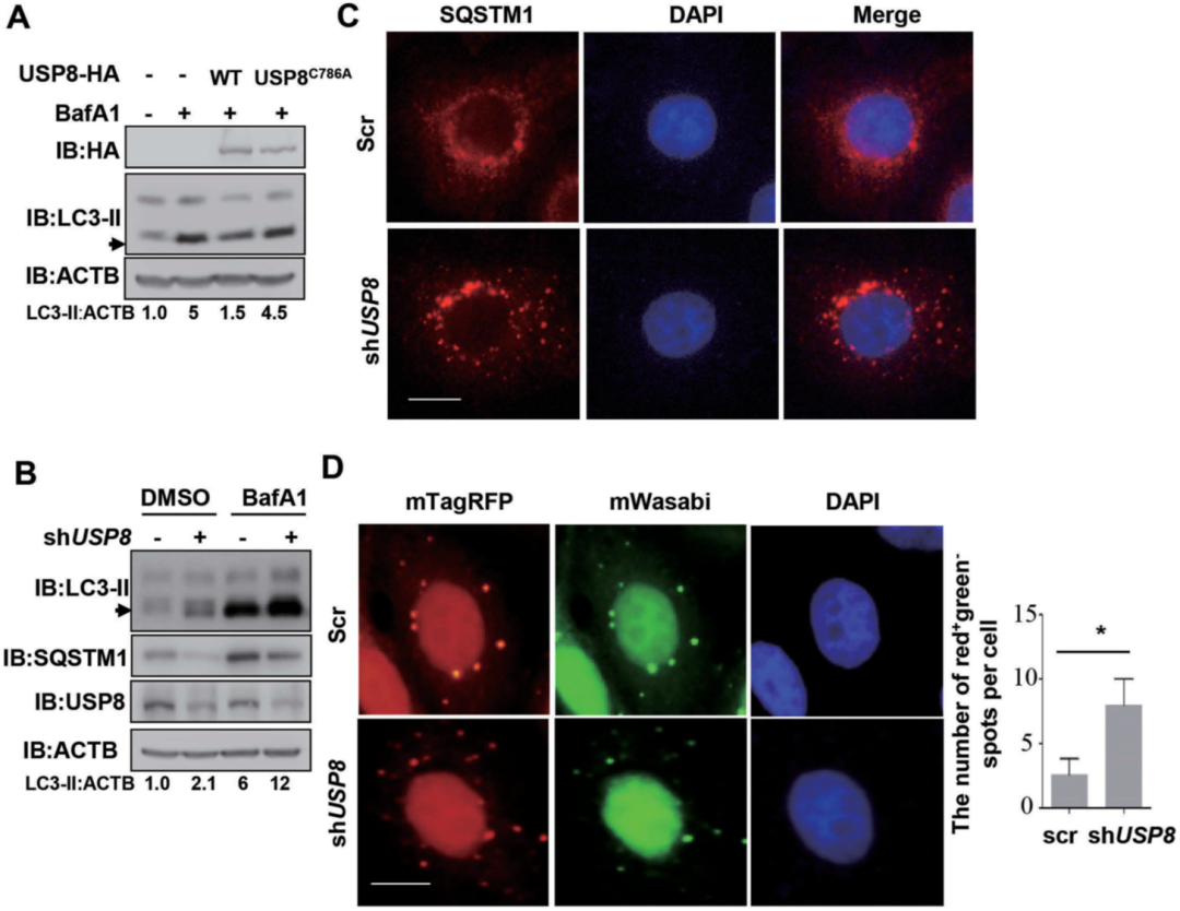 p62蛋白 zhuanlan.zhihu.com