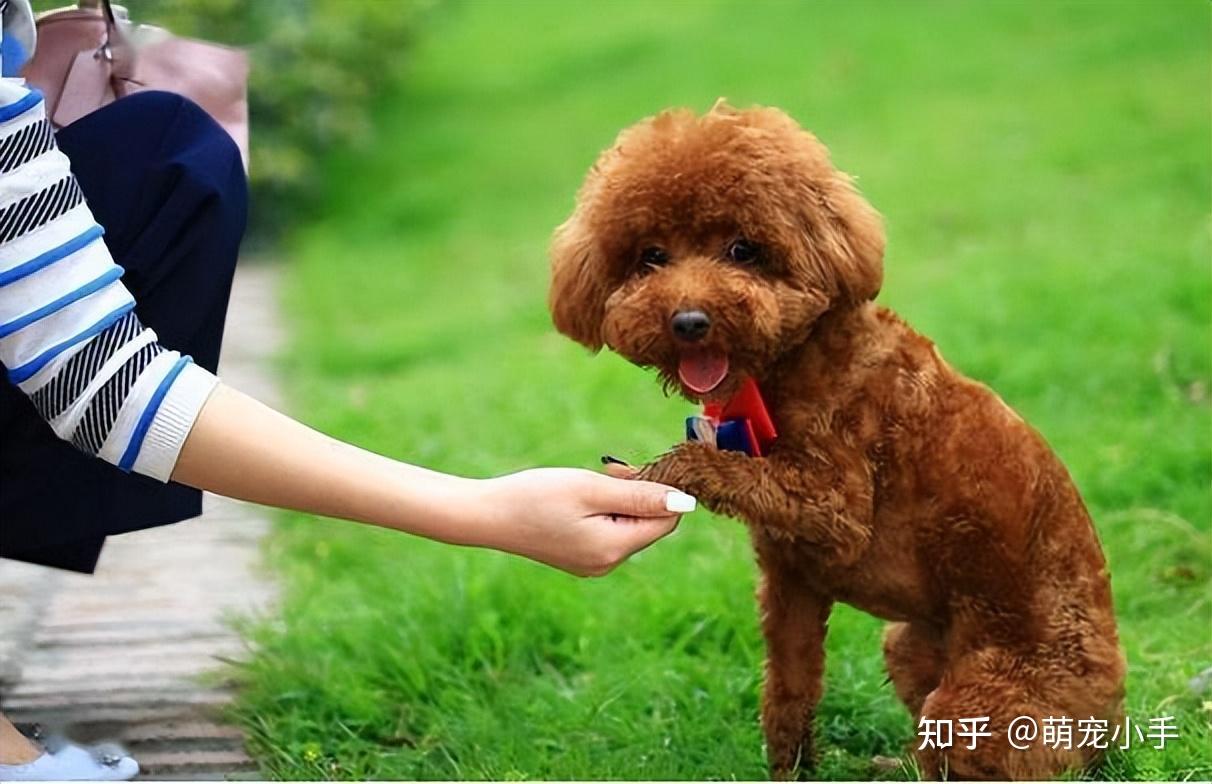 原来你养的泰迪是串!纯种泰迪的7大特征,我收下了!