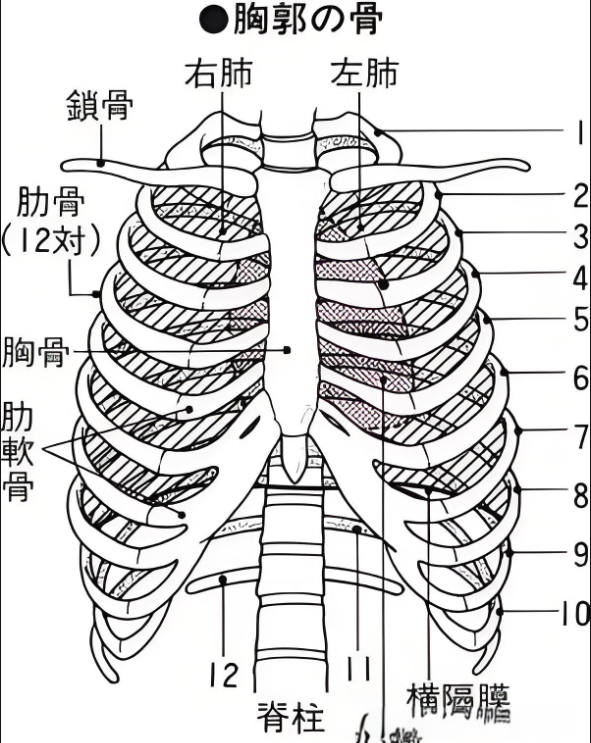 车祸一根肋骨骨折算几级伤残?
