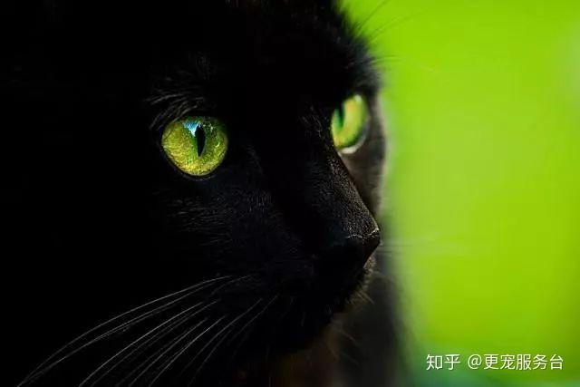 黑知识丨玄猫，辟邪之物；宜置于南，子孙皆宜 - 知乎