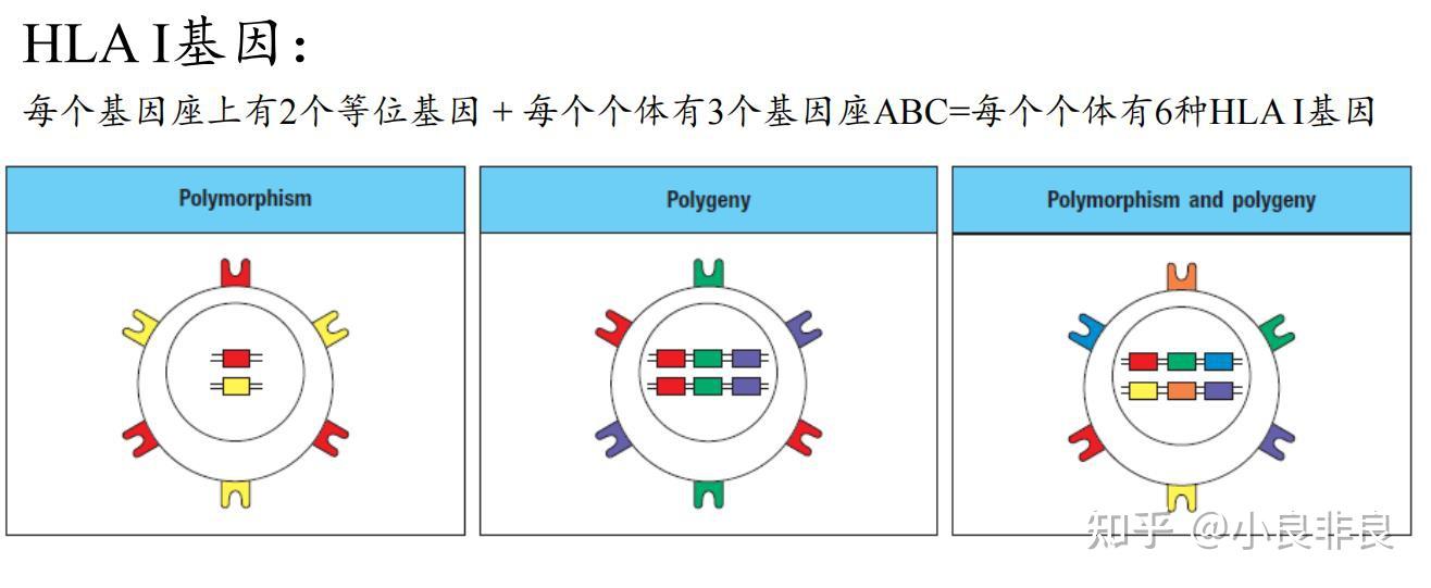 个体mhc分子多态性6种到底怎么算的