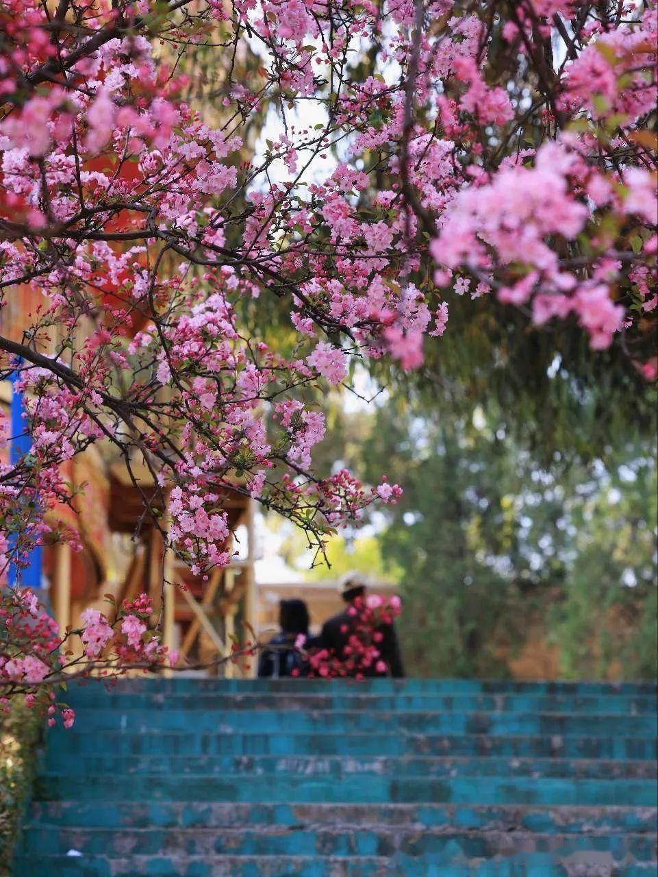 昆明圆通山樱花开了吗? - 知乎