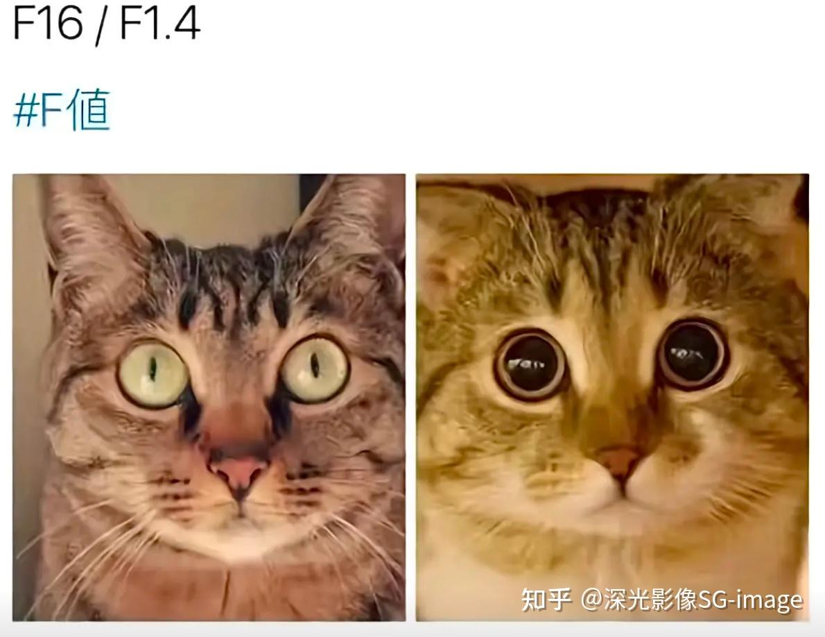 你家猫的眼睛,就是自带的光圈教材