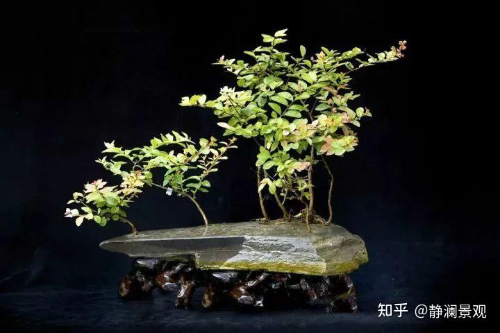 紫薇盆景的培植与塑形技法(附:盆景修枝整形剪技术) - 知乎