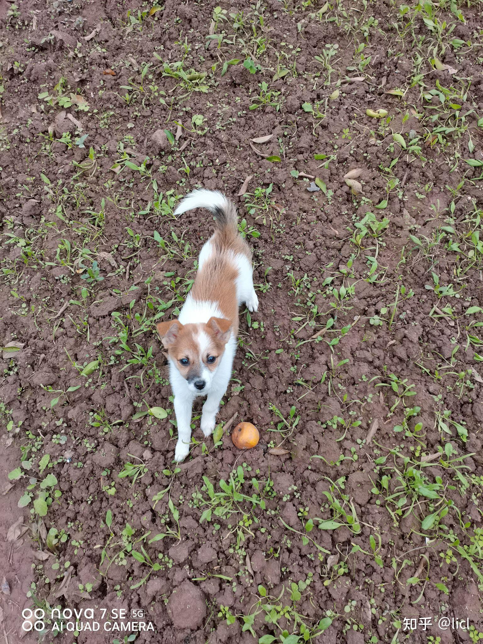 蝴蝶犬柯基串串图片