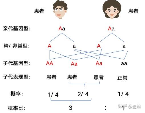 不完全连锁遗传图解图片