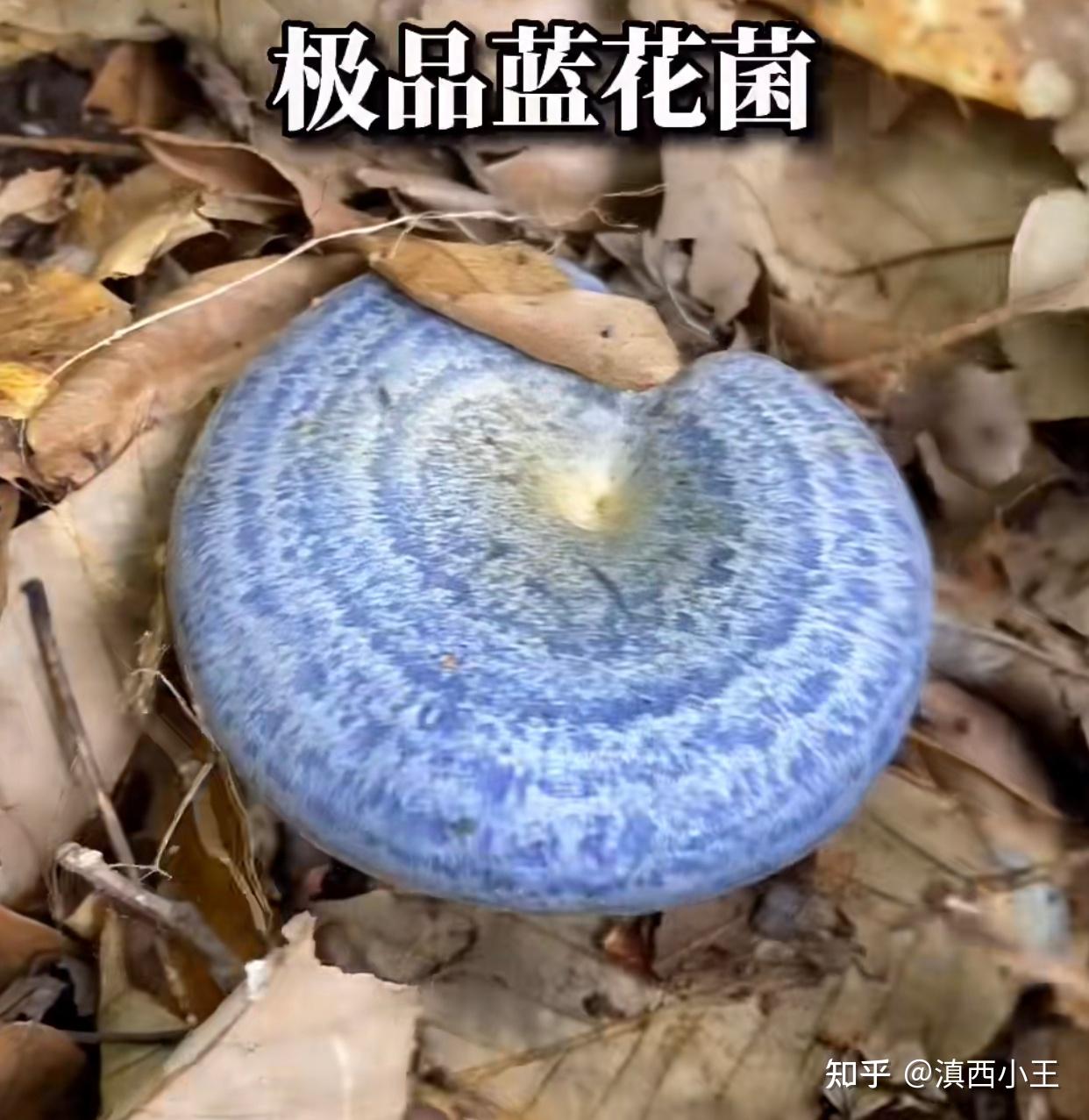 蓝色的蘑菇是什么来头?