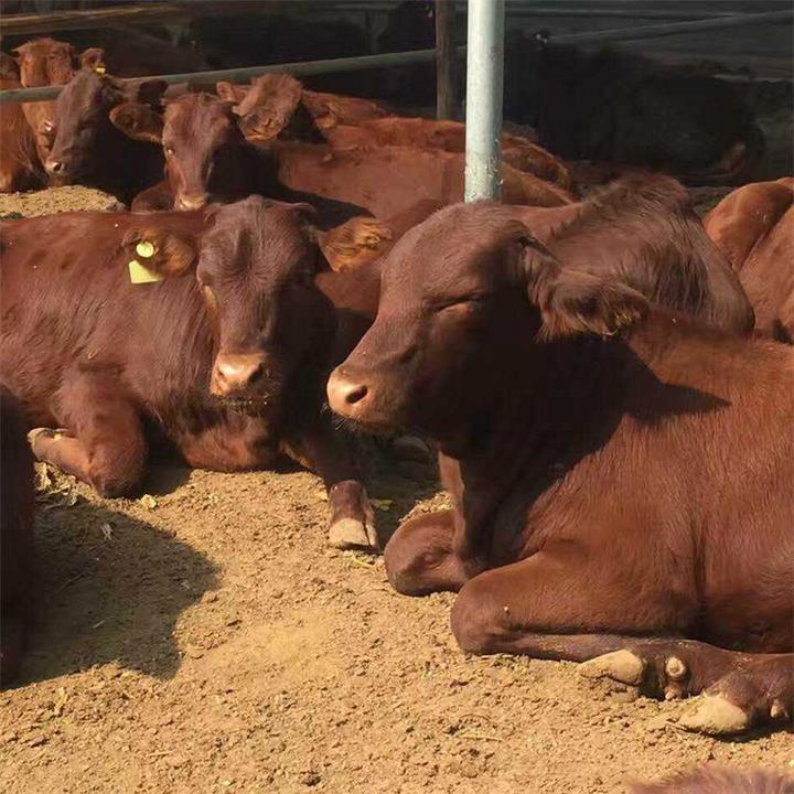 改良肉牛犊 西门塔尔牛肉牛 鲁西黄牛育肥牛价格低 养殖基地