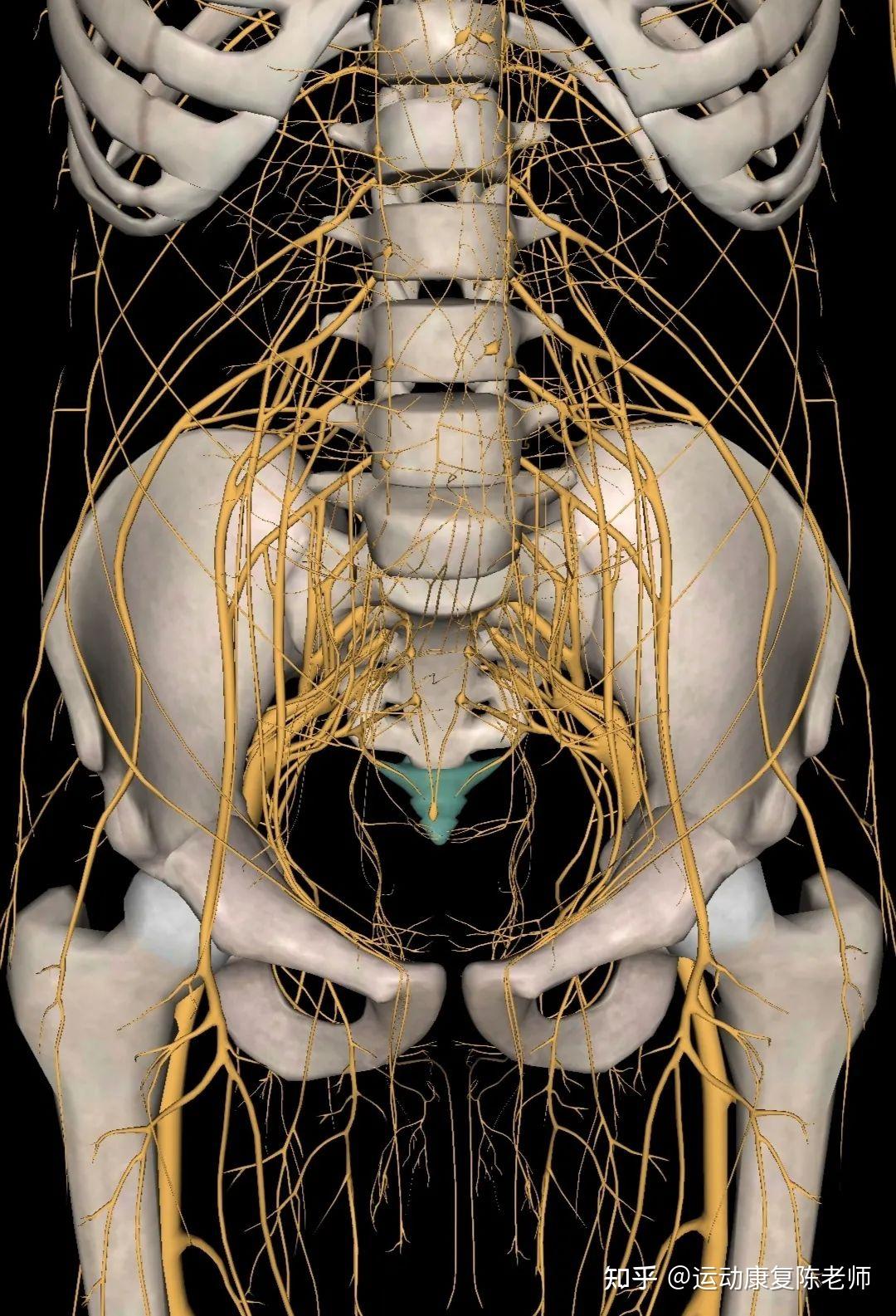 尾骨疼痛该如何治疗? - 知乎
