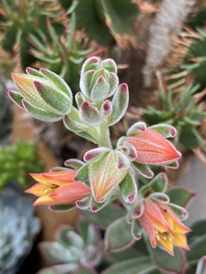 绒针多肉太高了怎么办,绒针怎么修剪