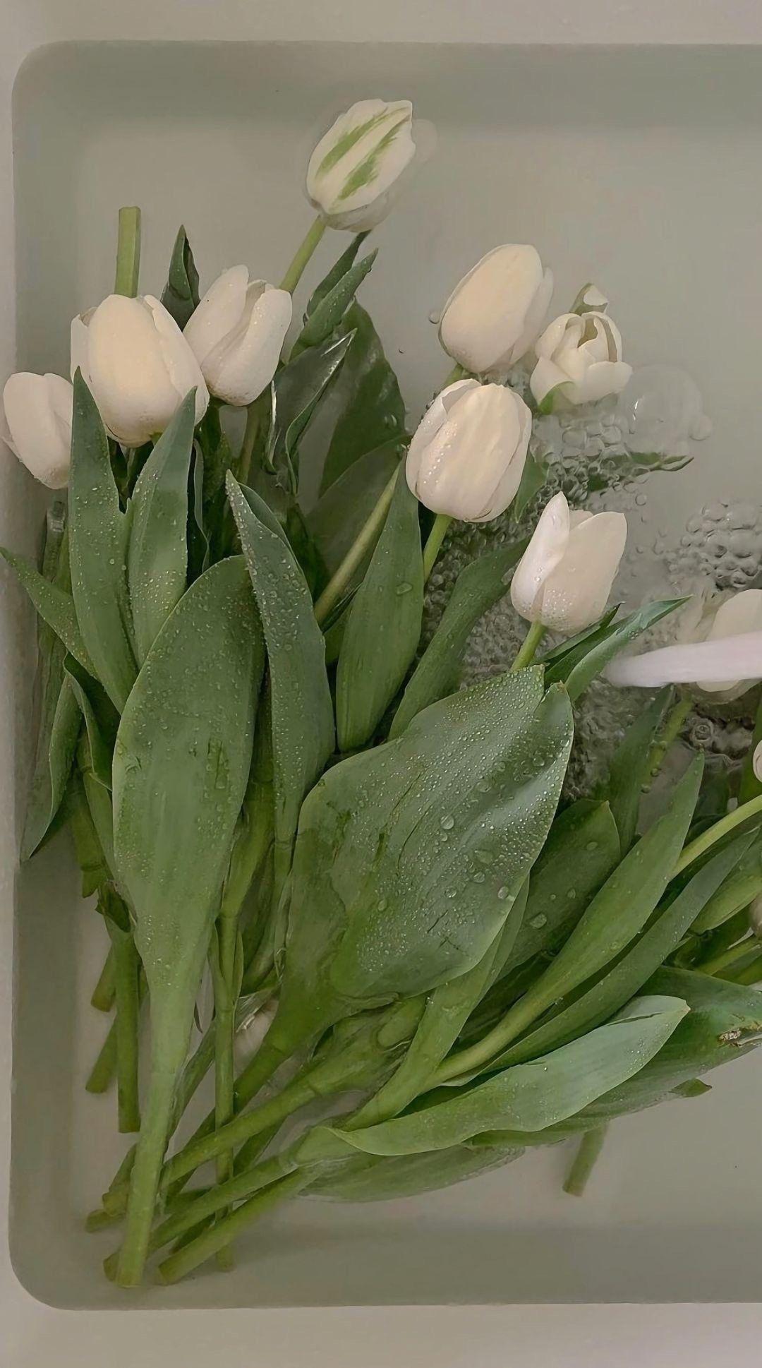 有什么美到极致的绿色壁纸?(绿色壁纸好看卡通动漫)