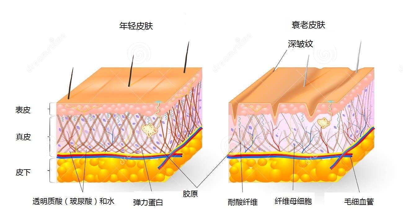 运动可以让皮肤紧致吗