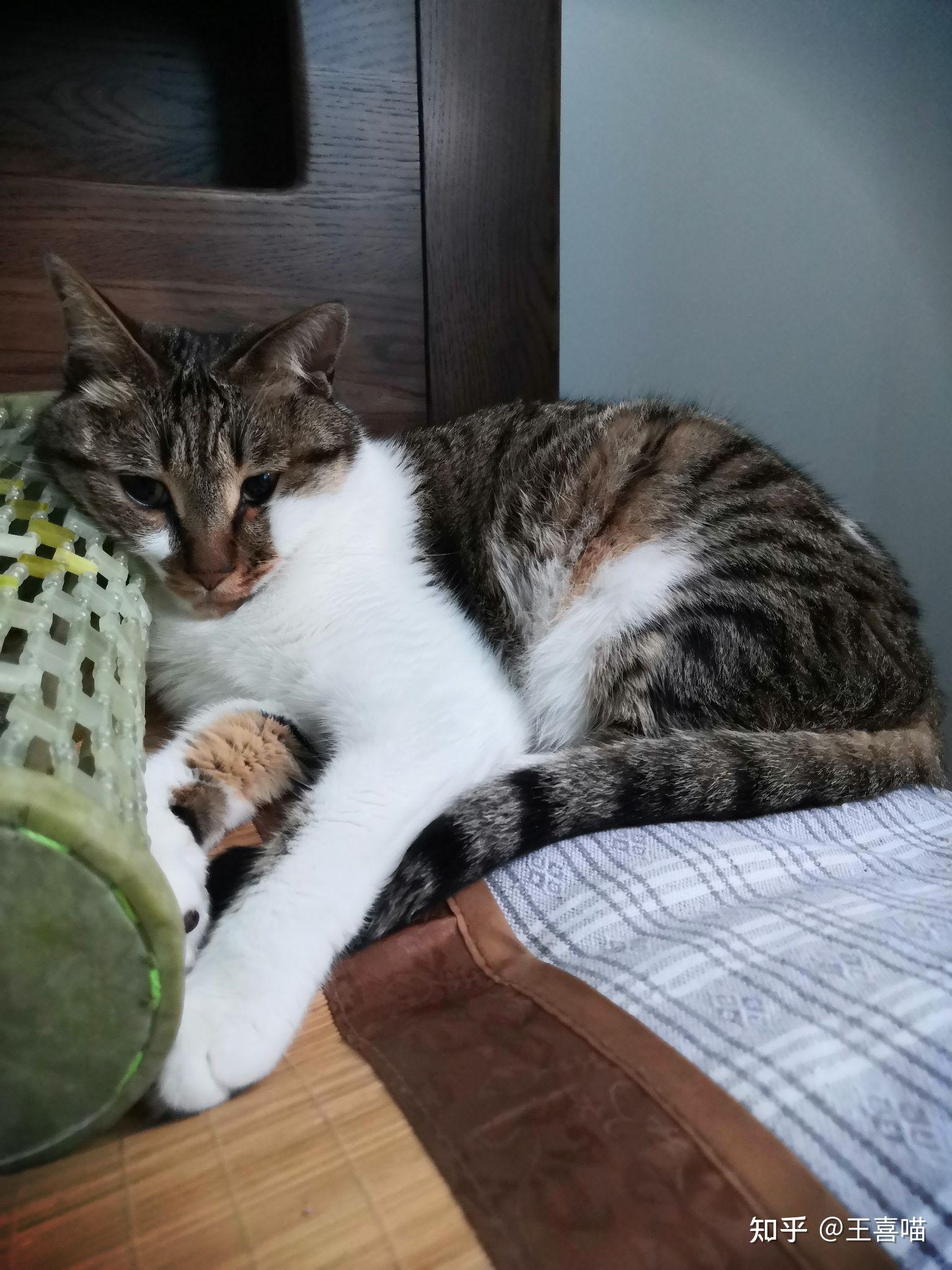 两周岁的狸花猫,体重八斤,正常吗? - 知乎