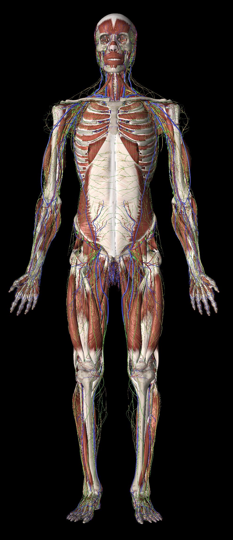 完整三维人体解剖图片