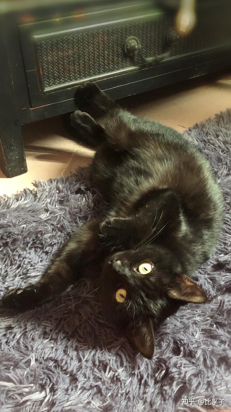 什么是玄猫,什么样的人适合养玄猫,有什么禁忌吗? - 知乎