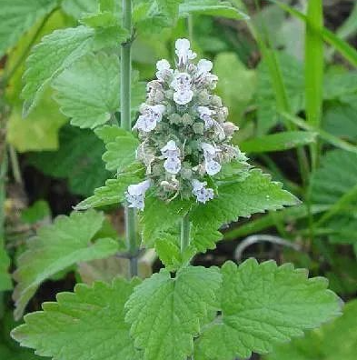 两味中药治一切牙痛